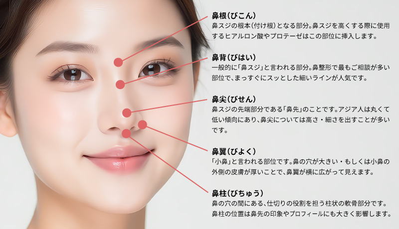鼻の各パーツ名称と役割（解剖学的基礎）